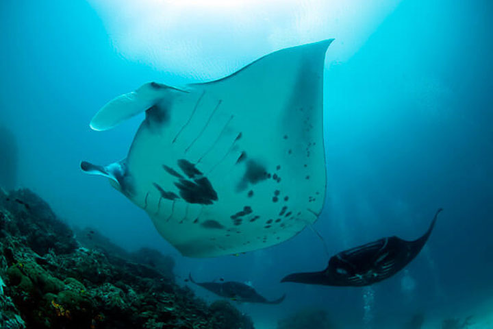 daytrip diving