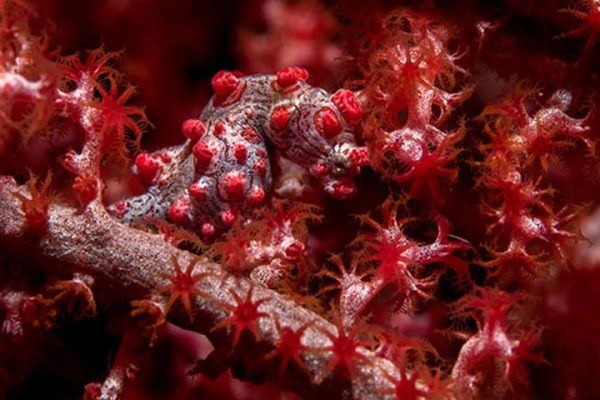 Pygmy seahorse Bali