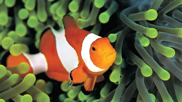 anemonefish-scuba-diving-day-trip-phuket-thailand