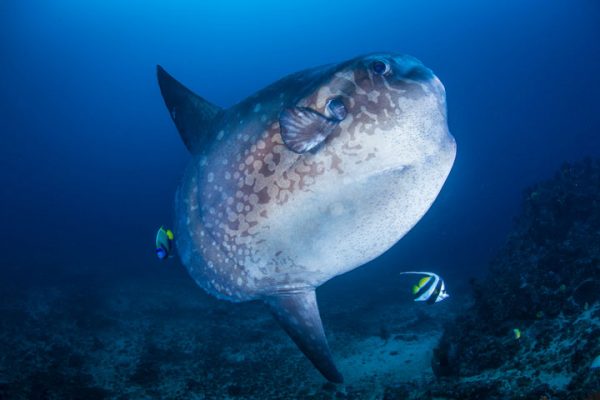 Crystal Bay Mola Mola bali Nusa Penida