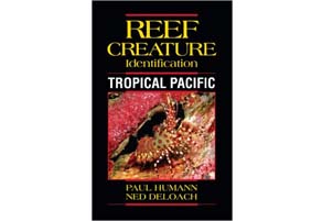 reef creature