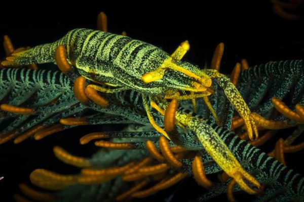 Crinoid shrimp