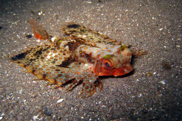 Menjangan Secret bay Bali