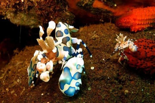 Harlequin Shrimp Tulamben