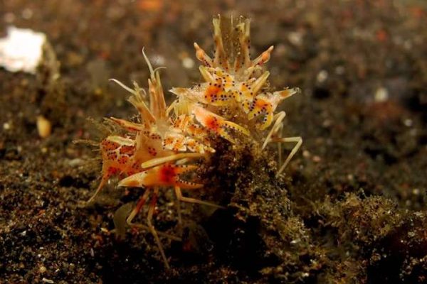 Amed Cafe Garam bali